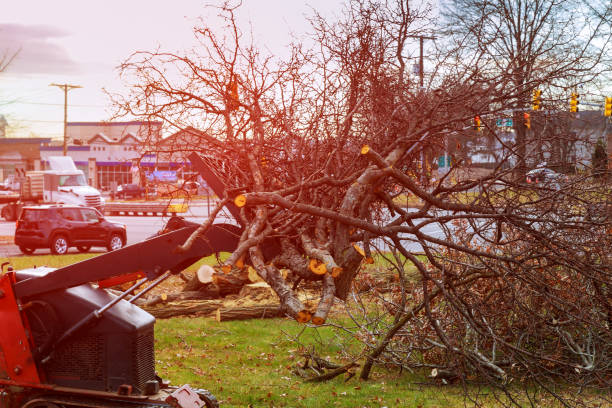 How Our Tree Care Process Works  in  Wauregan, CT